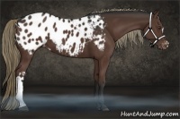 Horse Color:Liver Chestnut Appaloosa 