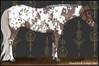 Horse Color:White Spotted Silver Black Appaloosa 