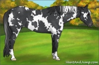 Horse Color:White Spotted Blue Roan Varnish