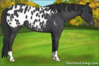 Horse Color:Blue Roan Appaloosa 