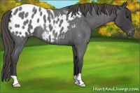 Horse Color:Smoky Blue Roan Appaloosa 