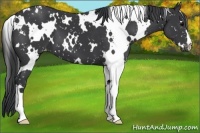 Horse Color:White Spotted Black Snowflake Varnish 