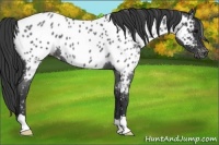 Horse Color:Blue Roan Near Leopard 
