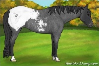 Horse Color:Blue Roan Appaloosa 