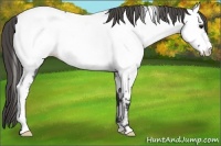 Horse Color:Smoky Blue Roan Near Fewspot 