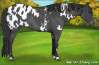 Horse Color:White Spotted Blue Roan Blanket 