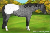 Horse Color:Blue Roan Appaloosa 
