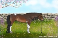 Horse Color:Brown Tobiano