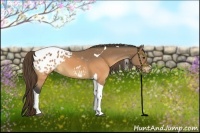 Horse Color:Buckskin Tobiano Appaloosa