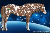 Horse Color:Chestnut Splash Appaloosa 