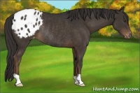 Horse Color:Liver Chestnut Appaloosa Rabicano 