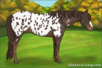 Horse Color:Liver Chestnut Near Leopard 