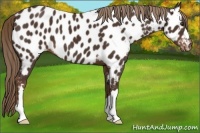 Horse Color:Liver Chestnut Appaloosa 