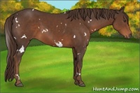 Horse Color:White Spotted Liver Chestnut 