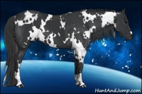 Horse Color:White Spotted Black 