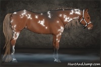 Horse Color:White Spotted Liver Chestnut