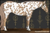 Horse Color:Palomino Roan Appaloosa 