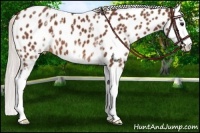 Horse Color:White Spotted Silver Bay Splash Appaloosa 