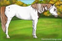 Horse Color:Liver Chestnut Splash Frame Near Fewspot 