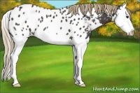 Horse Color:Liver Chestnut Splash Near Leopard 