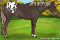 Horse Color:Liver Chestnut Appaloosa 