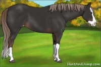 Horse Color:Liver Chestnut Splash Appaloosa 