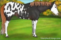 Horse Color:Liver Chestnut Splash Appaloosa 