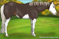 Horse Color:Liver Chestnut Sabino Splash 