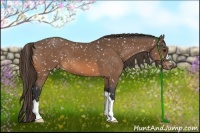 Horse Color:Buckskin Appaloosa