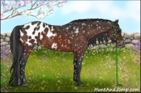 Horse Color:Bay Appaloosa
