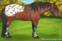 Horse Color:Brown Appaloosa  and Brown Appaloosa 