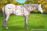 Horse Color:Brown Appaloosa  and Brown Appaloosa Rabicano 