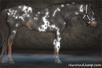 Horse Color:White Spotted Liver Chestnut Rabicano 