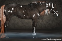 Horse Color:White Spotted Liver Chestnut Ice