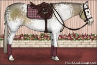 Horse Color:White Spotted Liver Red Dun Rabicano