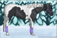 Horse Color:Black Tobiano 