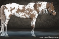 Horse Color:White Spotted Liver Chestnut Appaloosa