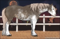 Horse Color:Chocolate Palomino Sabino Splash 