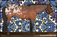 Horse Color:Brown Roan and Brown Roan Appaloosa