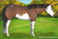 Horse Color:Buckskin Splash 