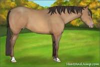 Horse Color:Amber Champagne 