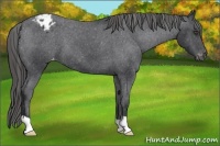 Horse Color:Black Appaloosa