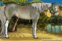 Horse Color:White Spotted Chocolate Palomino Rabicano