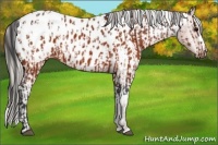 Horse Color:Brown Appaloosa and Silver Brown Appaloosa
