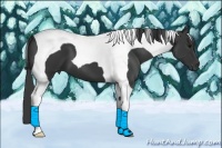 Horse Color:Black Tobiano 