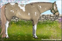 Horse Color:White Spotted Chocolate Palomino Dun Tobiano 