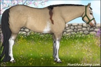 Horse Color:White Spotted Bay Dun Rabicano
