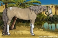 Horse Color:White Spotted Chocolate Palomino Dun Tobiano