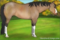 Horse Color:Brown Dun 