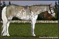 Horse Color:Liver Red Dun Sabino Rabicano